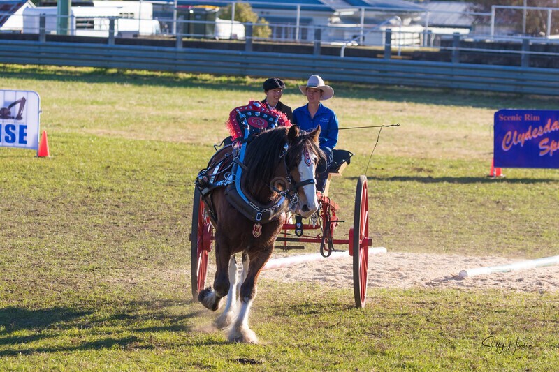 Harness Driving Challenge 17. 0A3A9717 - 2025 Senic Rim Clydesdale Spectacular