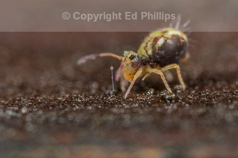Dicyrtomina saundersi