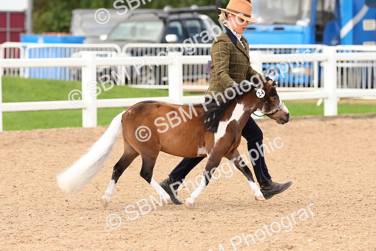 SBM_10295 - Class 206 - IH Non Show Type Pony