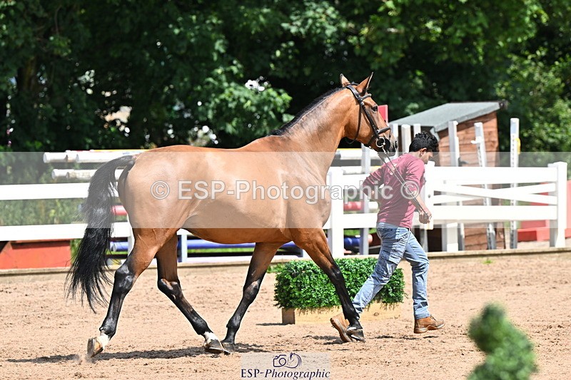 240718A-105250-01219 - Trot Up 12pm to 1pm