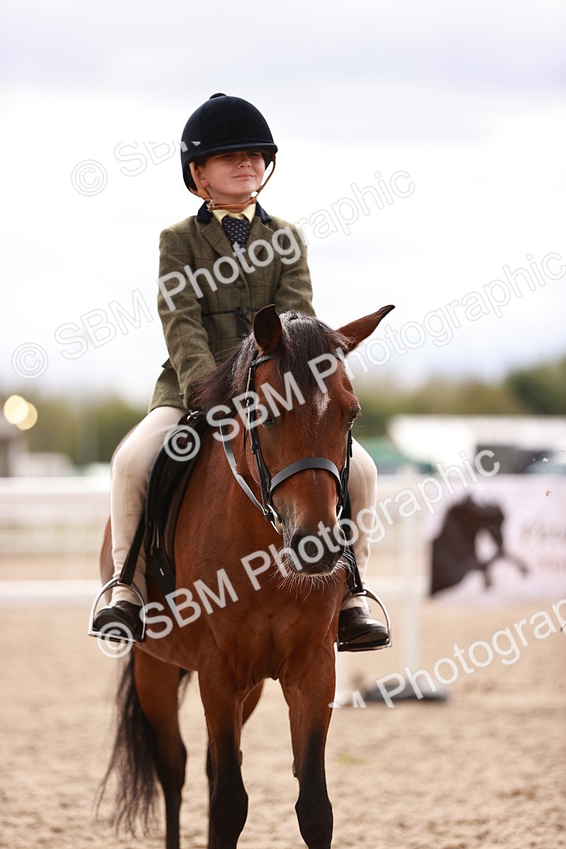SBM_18256 - Class 416 - Prettiest Mare (IH or Ridden)Jnr