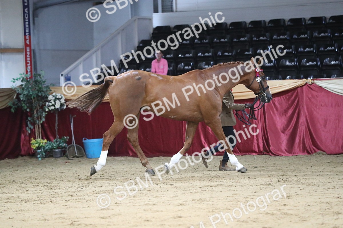 SBM_04961 - Class 8R- Regional -IH Veteran