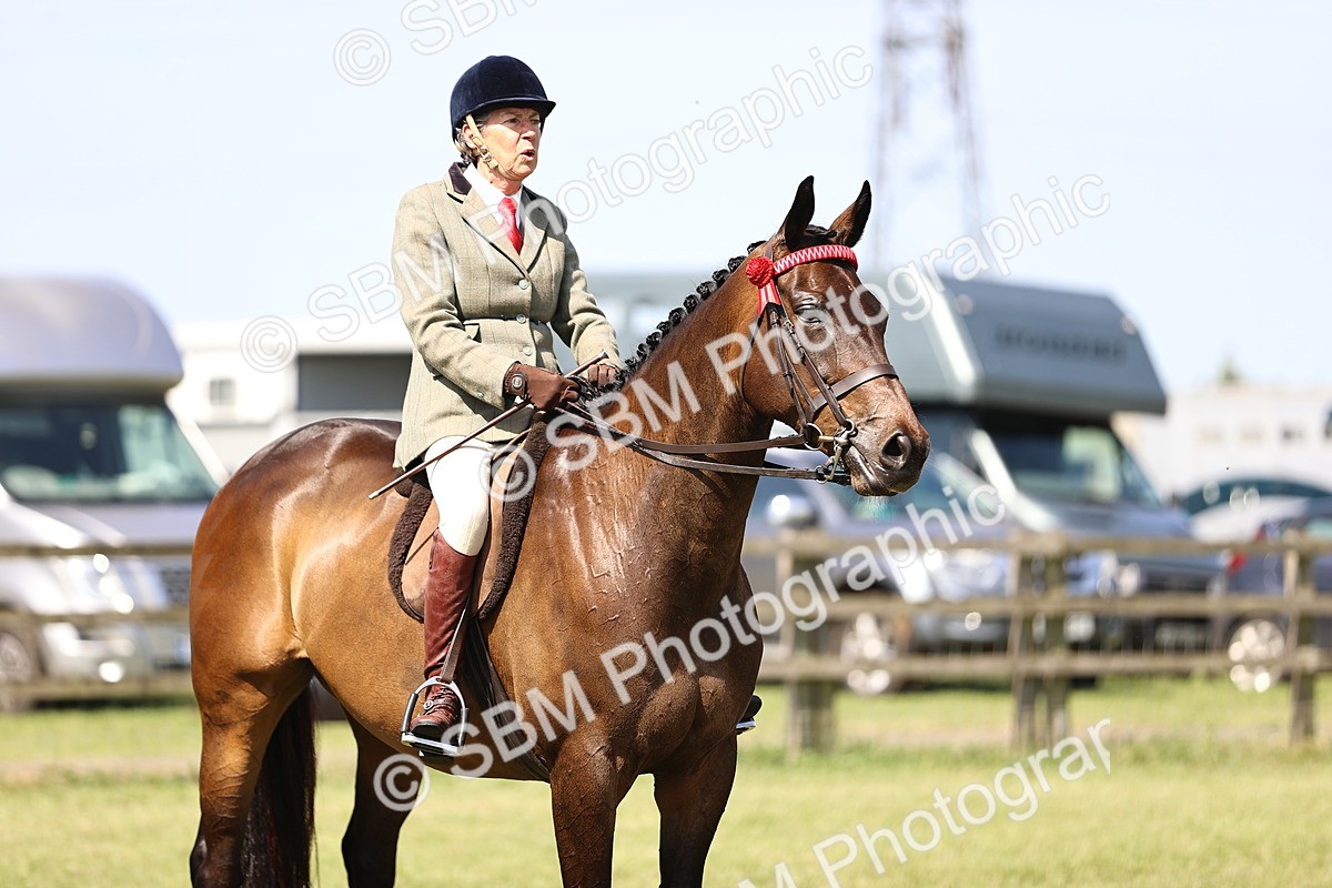 SBM_13078 - Class 75-76 LIHS BSHA Rising Star Hack Riding Horse