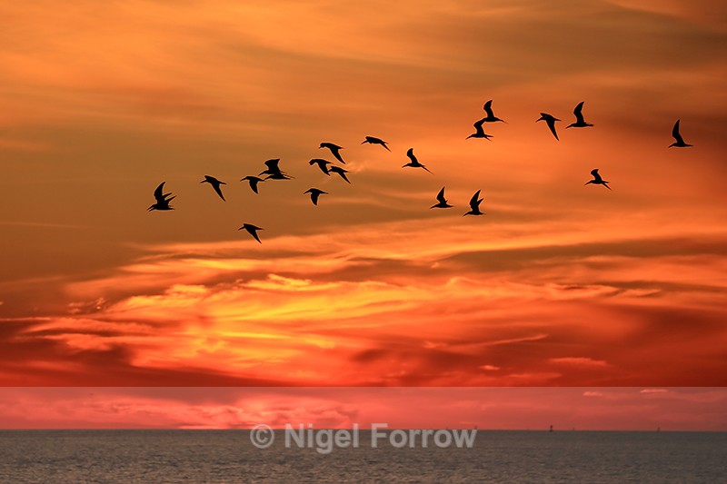 Black Skimmers flying at sunset, Fort De Soto, Florida - Black Skimmer