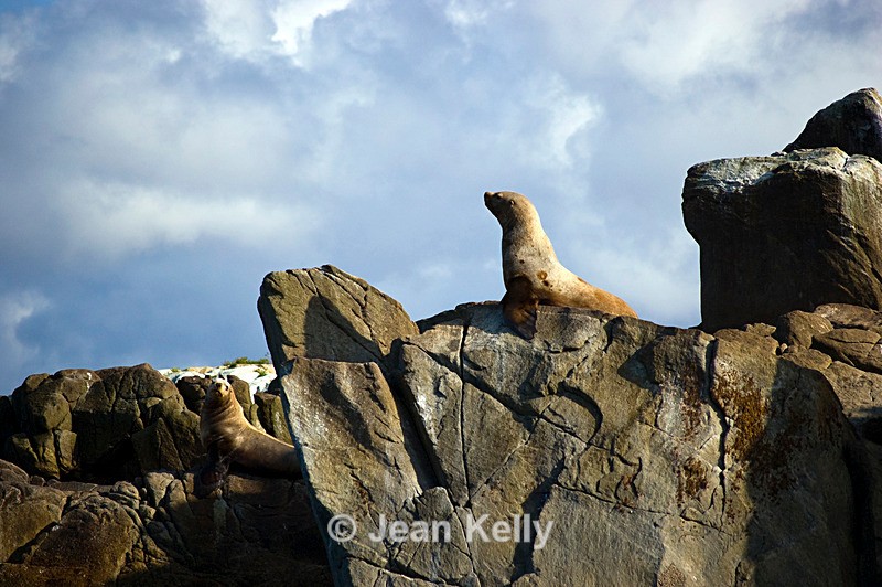 Stellar Sea Lions - 1307 - Sea Lions and Seals
