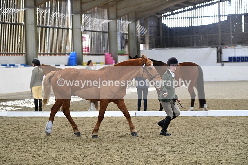 WJ5_4402 - Class 6 In hand M&M - Large Breeds