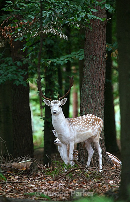 Young Stag - Wildlife