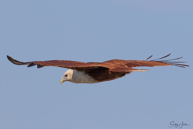 Brahminy Kite with crab 4