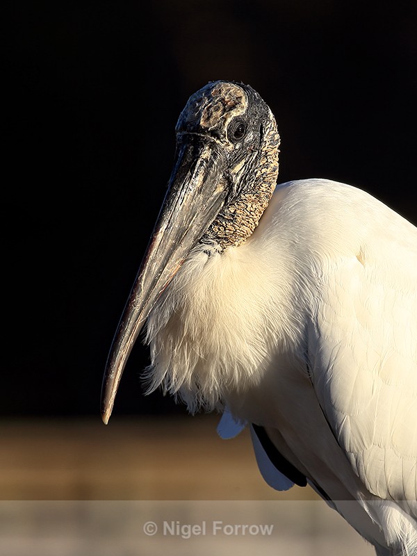 Wood Stork late afternoon portrait, Wakodahatchee Wetlands, Florida - Wood Stork
