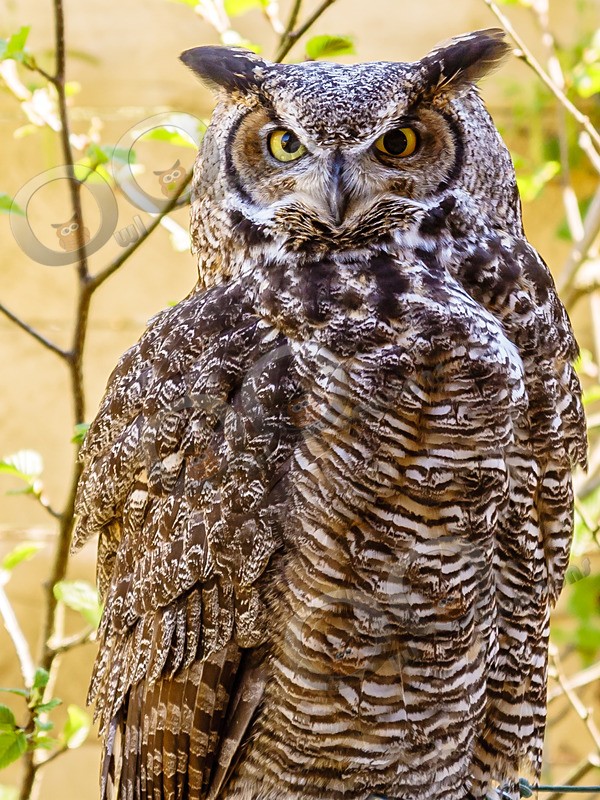 Great horned owl Bubo virginianus-403 - Owls of the World