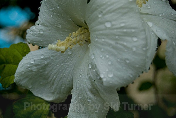  - Flowers and Plants