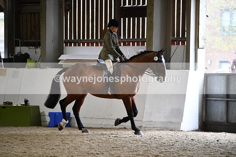 WJ5_8982 - Class 15 Ridden Show Horse