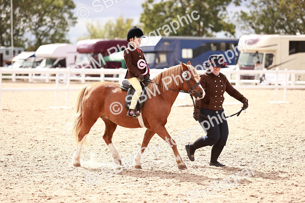 SBM_18352 - Class 417 - Handsome Gelding (IH or Ridden - JNR)