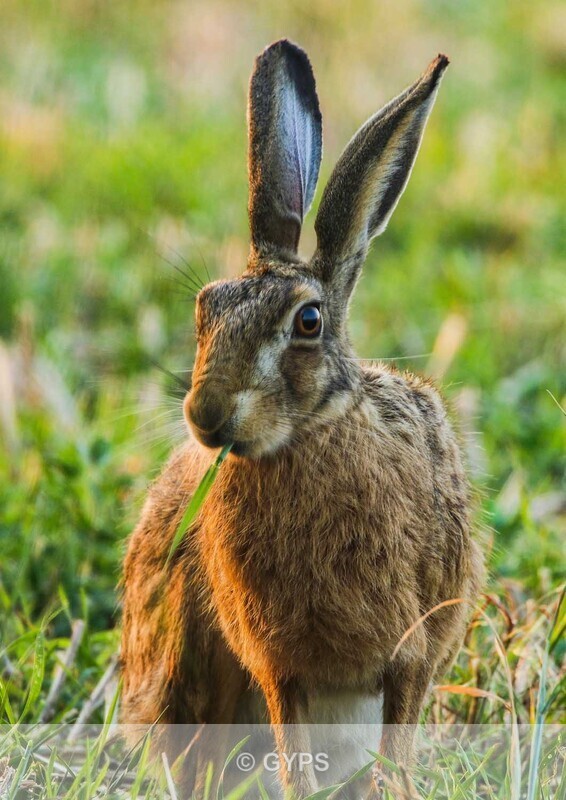 by Mick Graystone -  3 - Wildlife And Nature