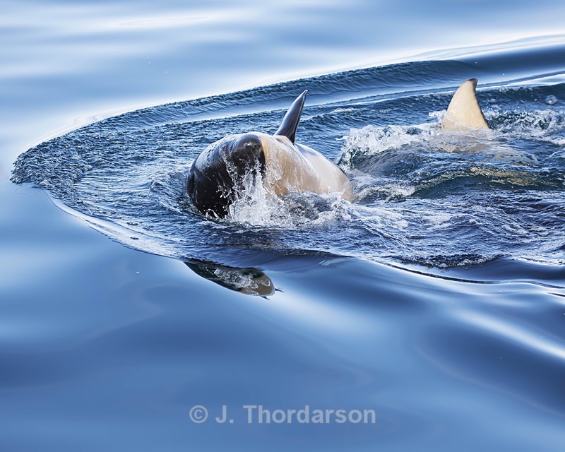  - Orca