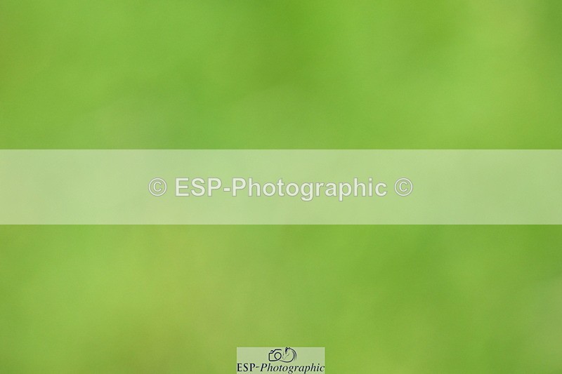 250705A-123100-14710 - Cls 30 Snr Foxhunter 2nd Round