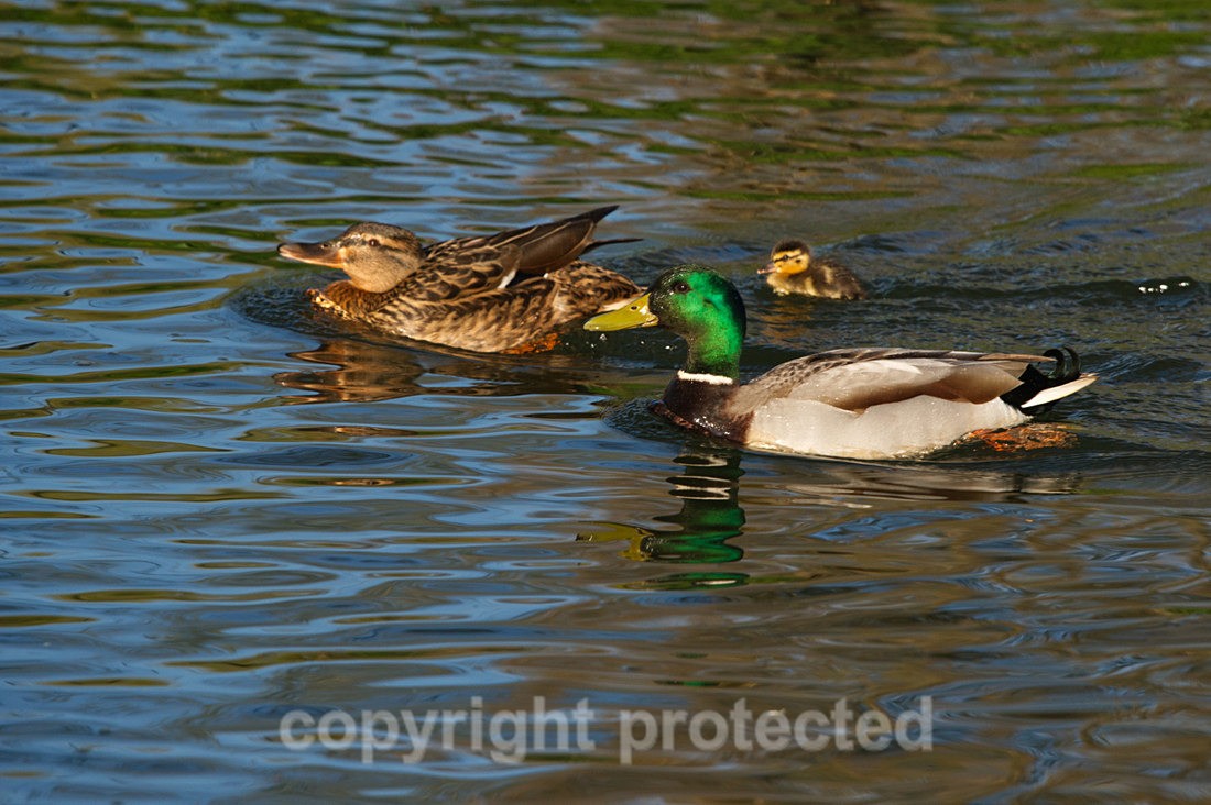 Mallards - River Devon - Nottinghamshire - Birds