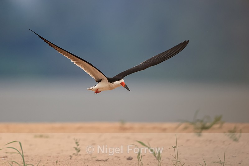 Black Skimmer flying over beach, Rio Sao Lourenco, Brazil - Black Skimmer