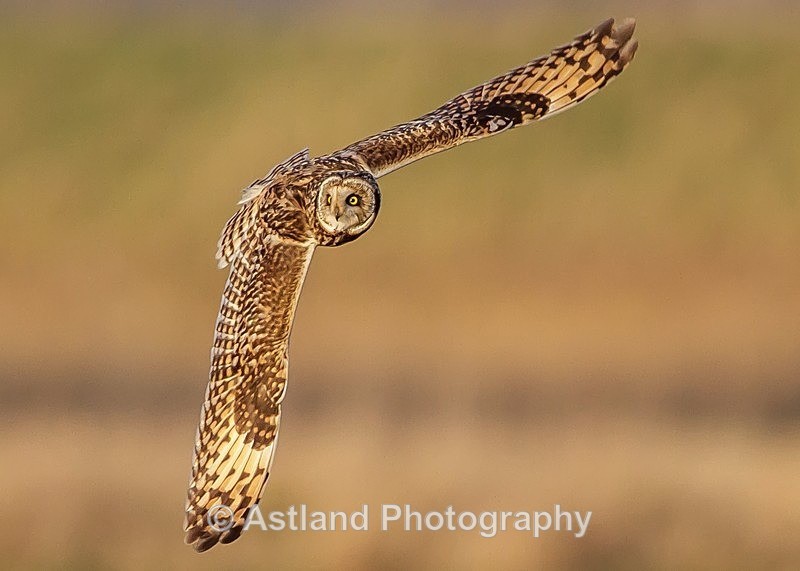 Astland Photography, Bird and Wildlife Images, Susan and Peter Wilson, U.K.