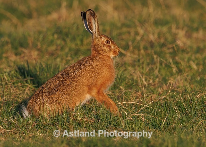 Brown Hare - Latest Images