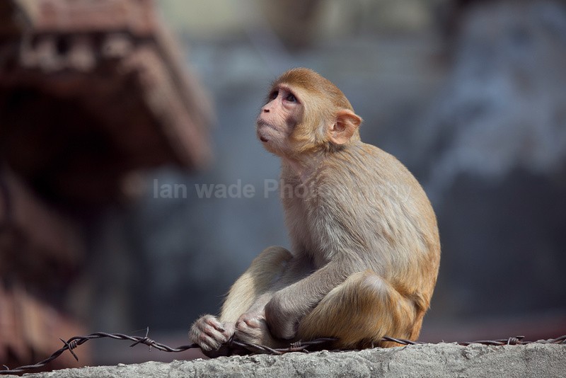Young Macaque Monkey in Varanasi  in India. - Indian - People, Culture, Wildlife & landscape