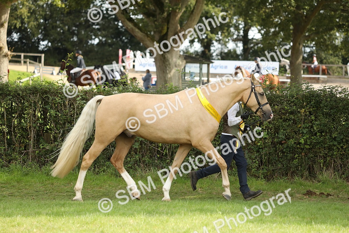 SBM_66244 - In Hand Pony & Youngstock Supreme Championship