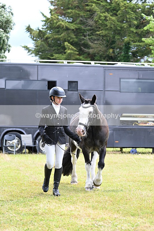 WJ7_6815 - Class 5a Most Handsome Gelding in Hand