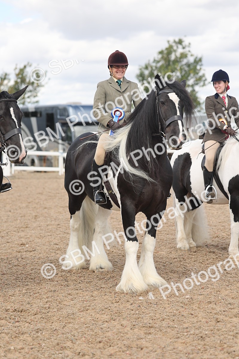 SBM_14843 - Class 308 - Ridden Coloured Horse