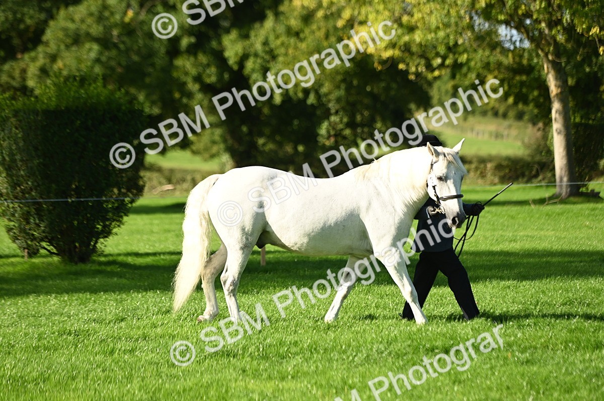 SBM_15831 - S1 - TSR in Hand Horse & Pony Showing