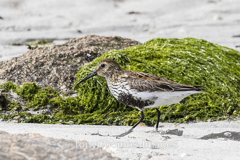 Dunlin - Mull