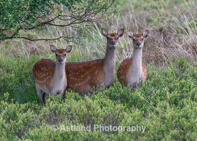 Sika Deer - Latest Images