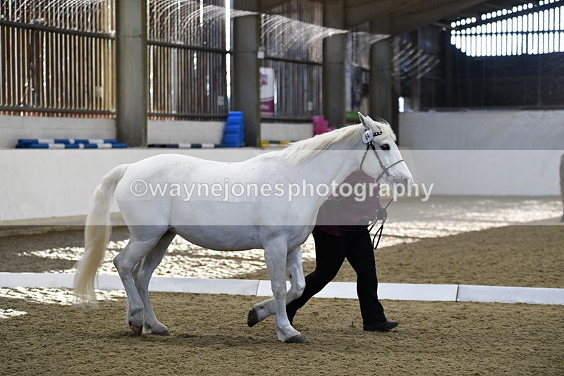 WJ5_3709 - Class 5 In Hand Veterans