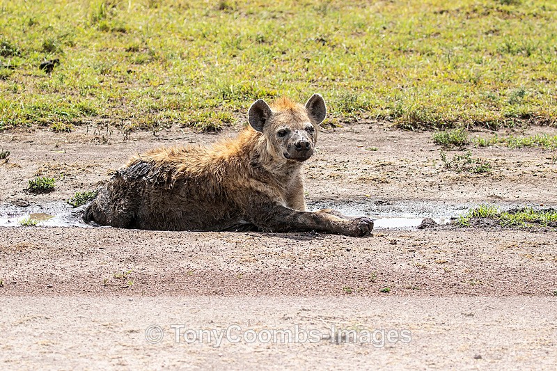 Spotted Hyena - Mara North ~ Other Mammals