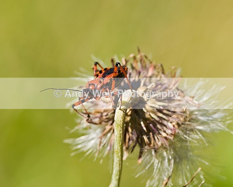 20080723- 027 - Insects