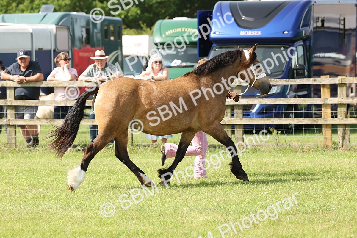 SBM_02075 - Class 6-13 - Mountatin and Moorland In Hand Welsh Breeds