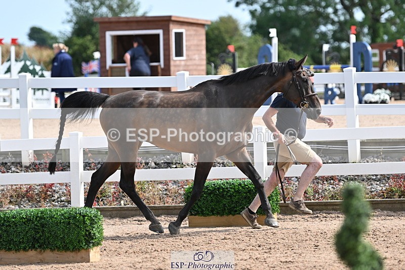 240717A-161130-03338 - Trot Up 4pm to 5pm