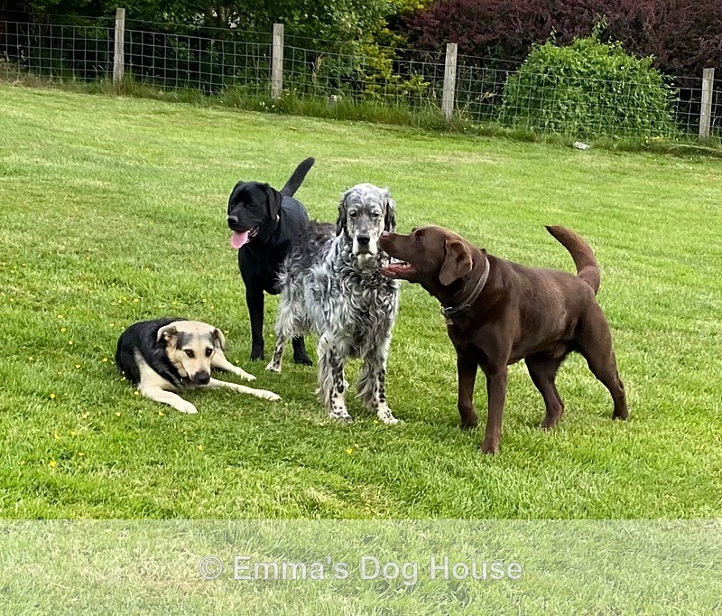  - Dogs