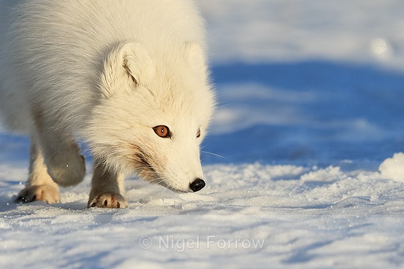 White Arctic Fox close-up, Svalbard, Norway - Arctic Fox