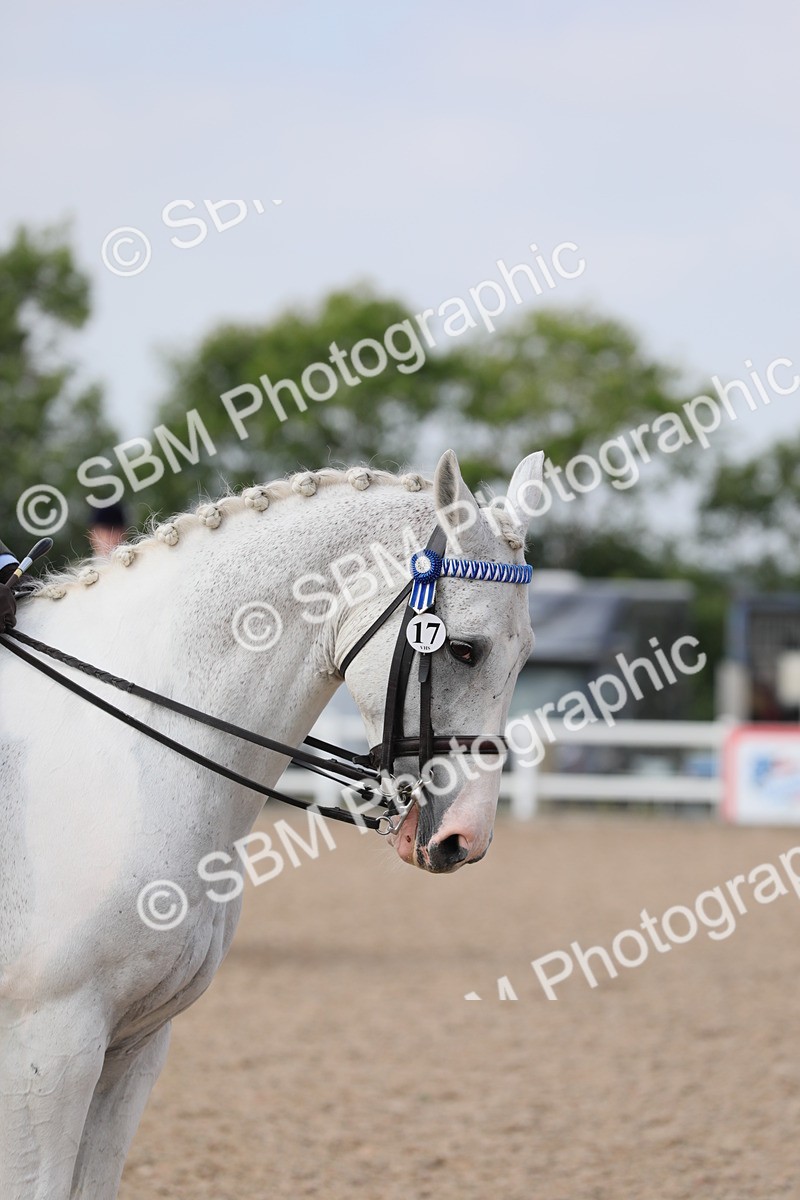 SBM_13379 - Class 308 Ridden Coloured Horse