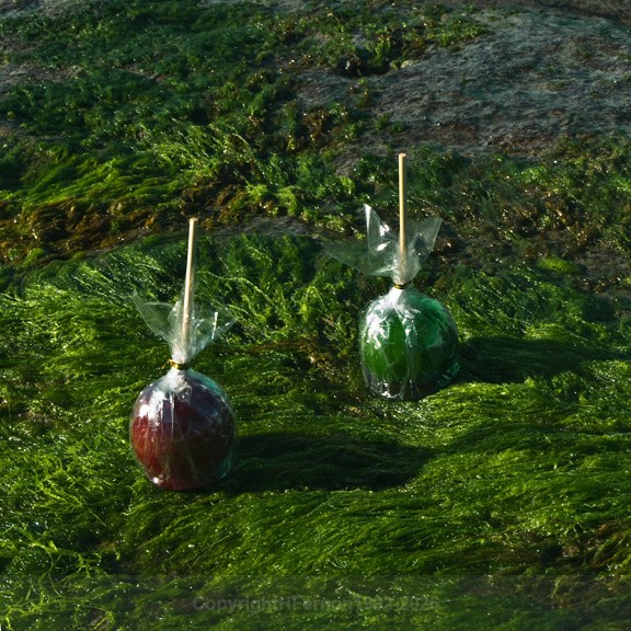  - STILL LIFE IN LANDSCAPE