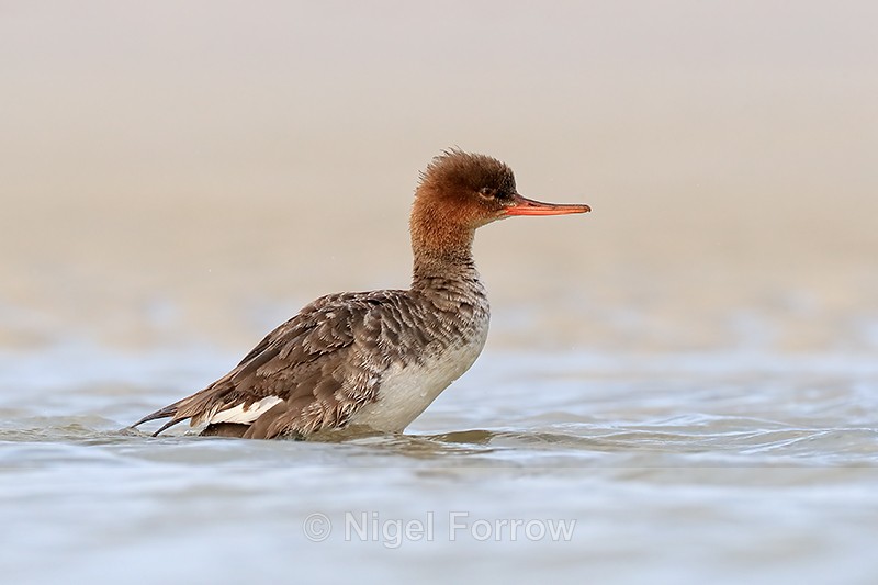Red-breasted Merganser rises up, Fort De Soto, Florida - Red-breasted Merganser