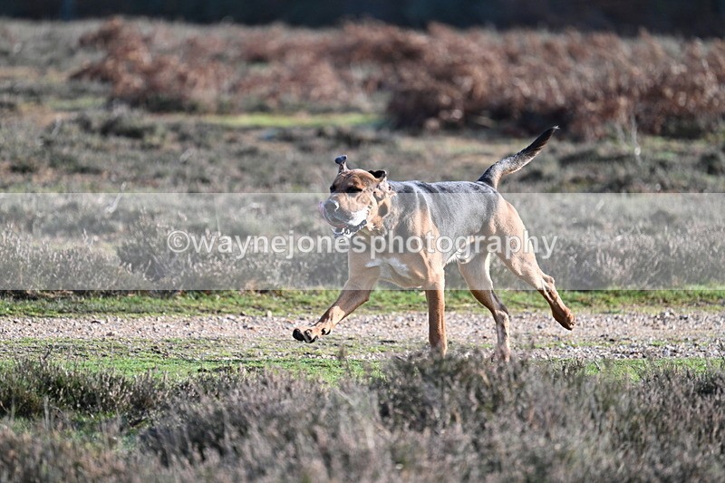 WJ7_8003 - Line 3 (no line 4 or 5)