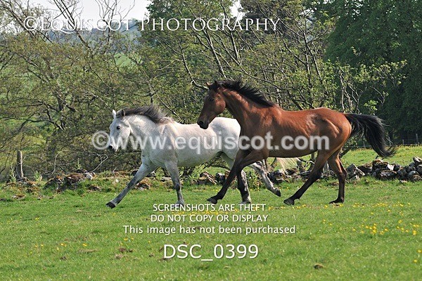 DSC_0399 - ARCHIVE REQUEST - Quincy and Guinness