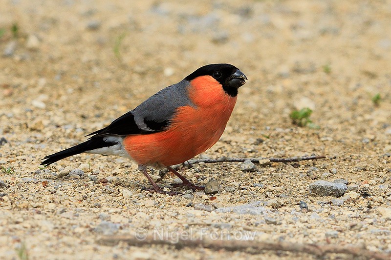 Bullfinch (male) feeding on seed at Otmoor RSPB - Bullfinch