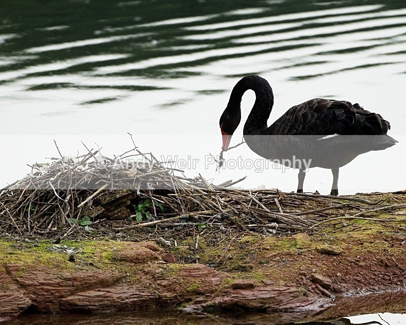 20110826-_MG_6603 - Black Swan
