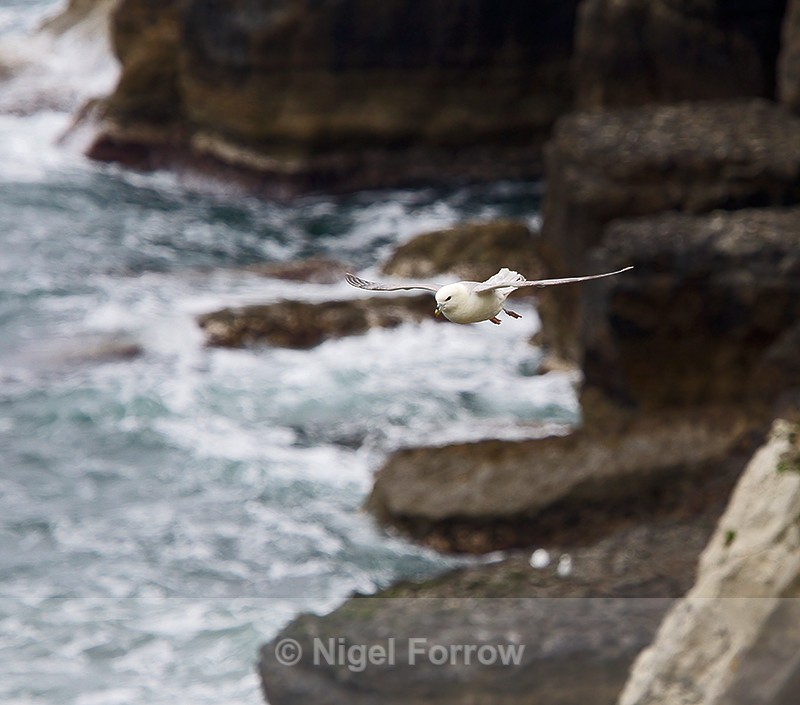 Fulmar gliding along the cliffs at Durlston - Fulmar