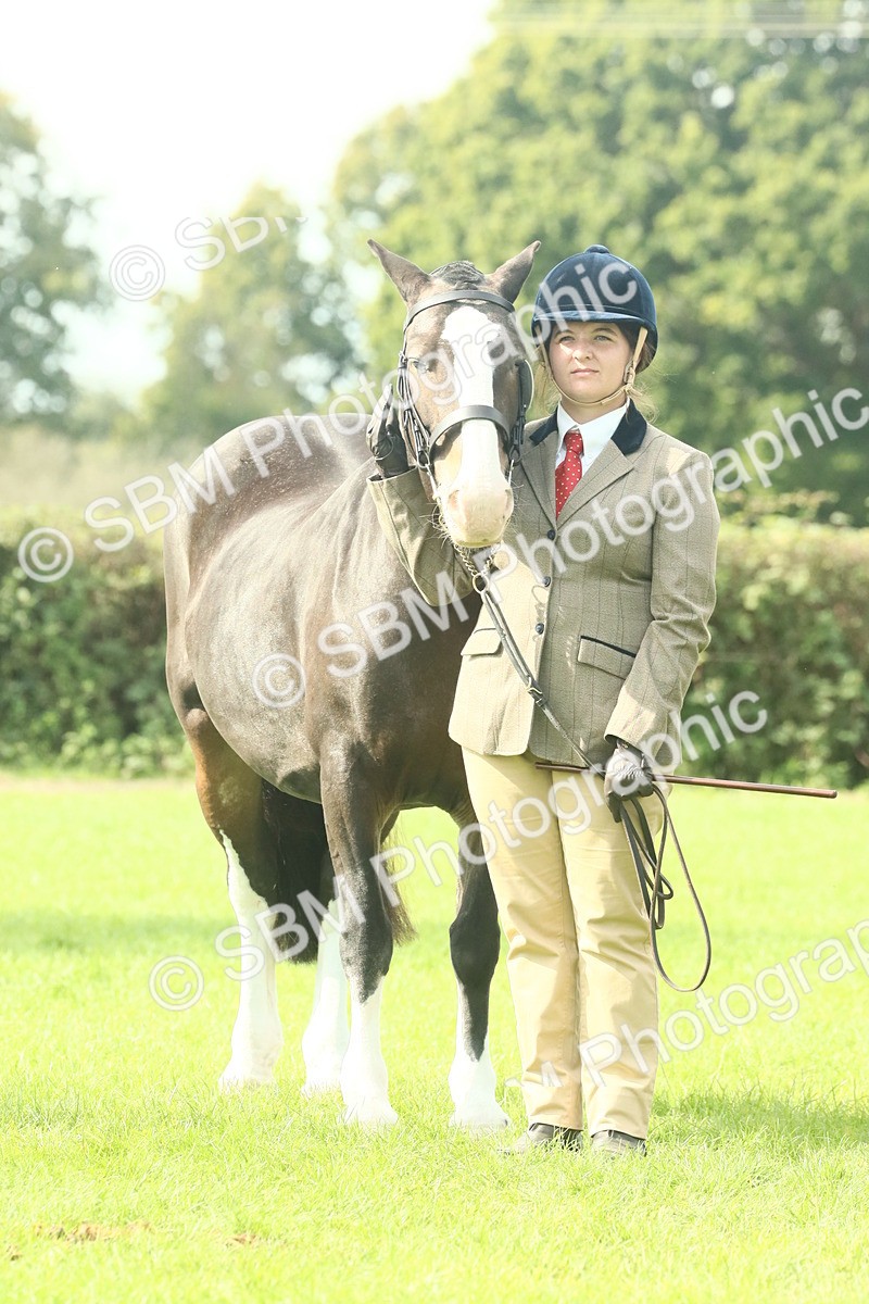 SBM_66695 - S34 - Rehabilitated Rescue Horse & Pony In Hand & Ridden