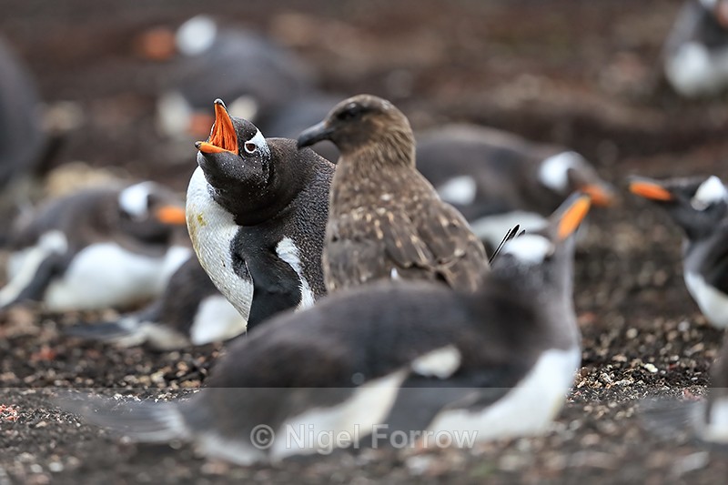 Gentoo Penguin warns Brown Skua, Sea Lion Island, Falklands - Gentoo Penguin