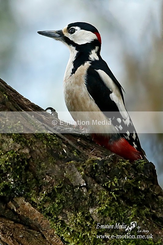 Gt Spotted Woodpecker M 140116 6 - Nature