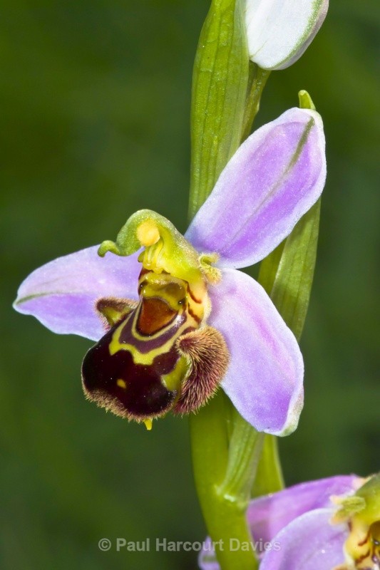 Bee Orchid (Ophrys apifera) showing opportunistic spider ready to trap insect visitors - Orchids - Ophrys